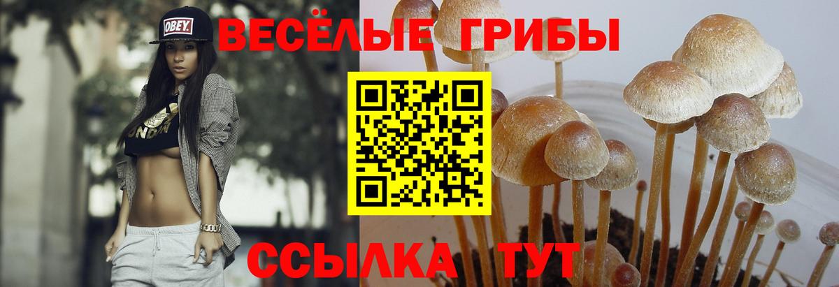 наркотики  Вход с VPN  Кызыл  Псилоцибиновые грибы мицелий 